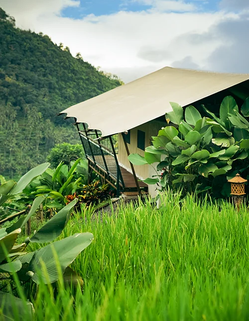 Luksustelt i frodig jungle ved rismarker og grønne bjerge på Bali