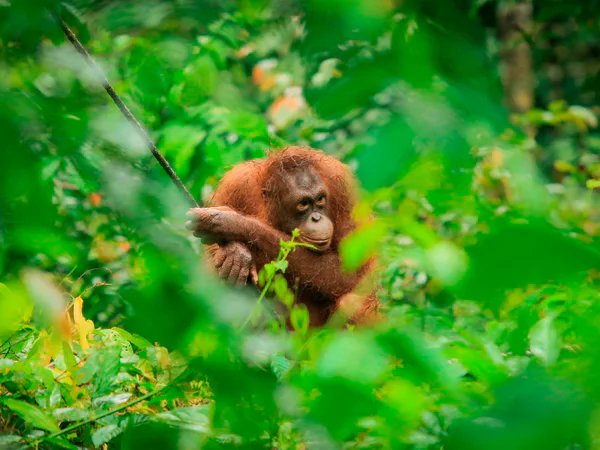 Orangutan synlig gennem krattet i Sepilok Orangutan Rehabilitation Centre på Borneo i Malaysia