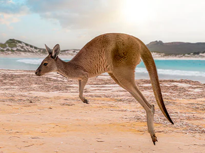 Hoppende kænguru på Kangaroo Island i Australien
