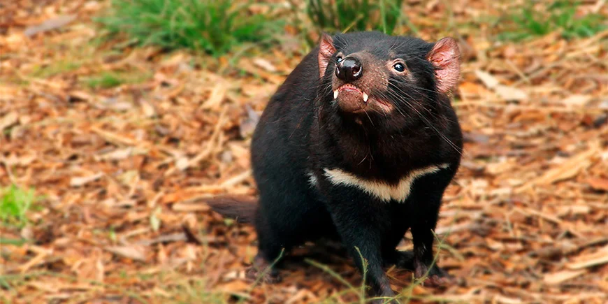 Tasmansk djævel i Australien