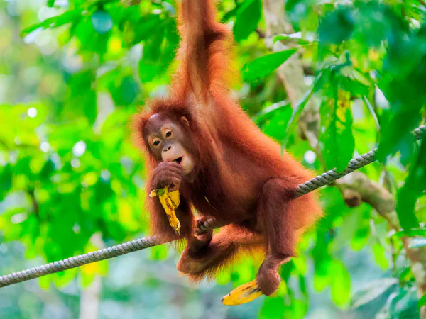 Smuk orangutang i Sumatras skove
