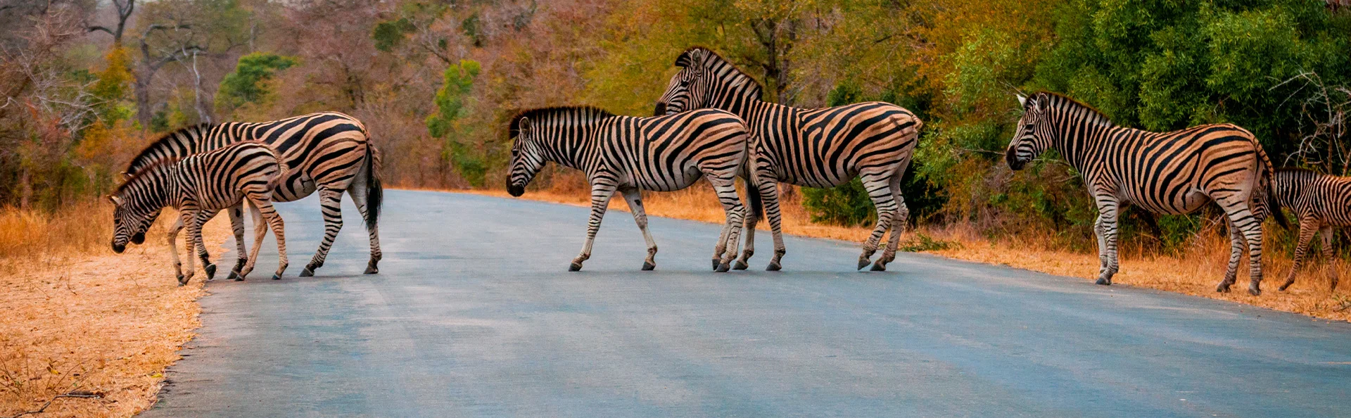 Zebraer krydser vejen i Kruger Nationalpark