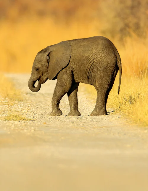 Ung afrikansk elefant faret vild på en grusvej i Chobe, Botswana.