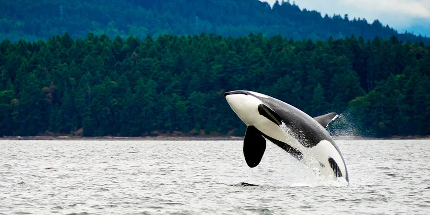 Spækhugger ud for kysten ved Vancouver Island i Canada