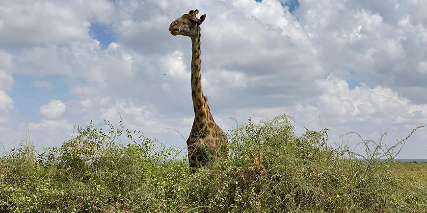 Giraf i Amboseli Nationalpark