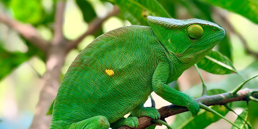 Smuk grøn kamæleon i et træ i Madagaskar