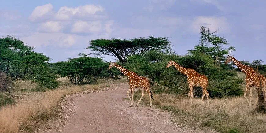Tre giraffer i Samburu Nationalpark i Kenya