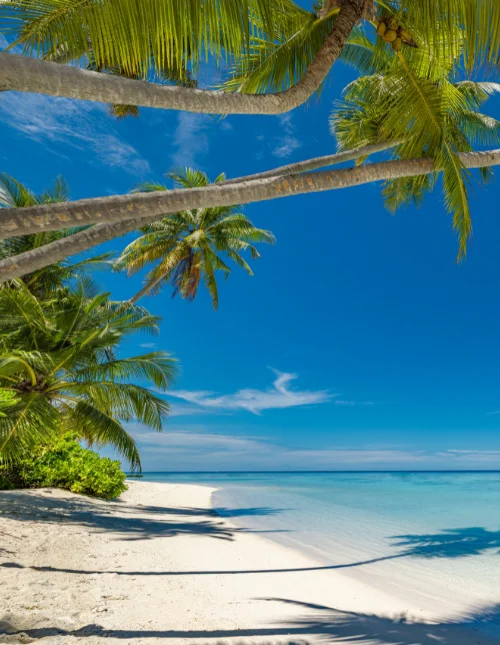 Tropisk strand på Maldiverne med hvidt sand og turkisblåt vand under en blå himmel.