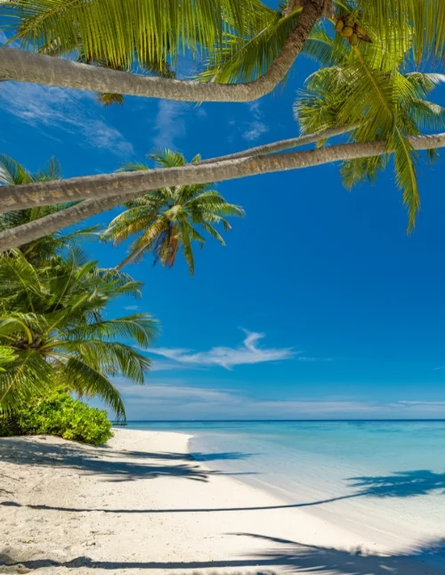 Tropisk strand på Maldiverne med hvidt sand og turkisblåt vand under en blå himmel.