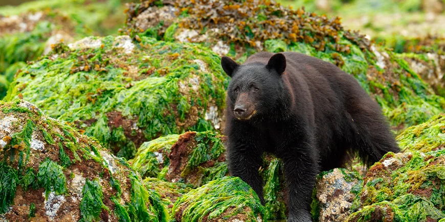 Sortbjørn på Vancouver Island i Canada