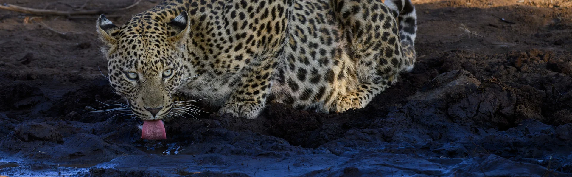 En afrikansk leopard drikker vand ved et vandhul i Pilansberg, et malarifrit reservat i Sydafrika