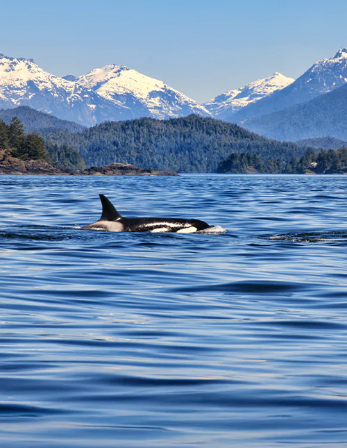 Orca set under hvalsafari i Tofino, Vancouver Island, med bjergene i baggrunden