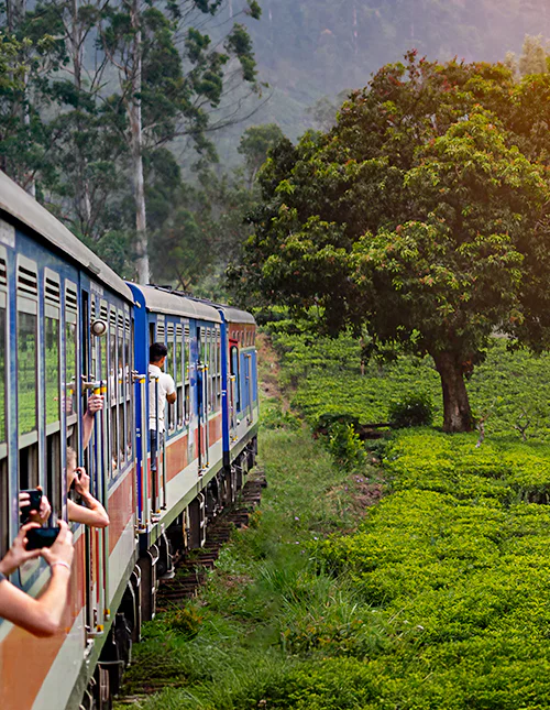 Togrejse fra Nuwara Eliya til Kandy gennem teplantagerne i Sri Lankas højland