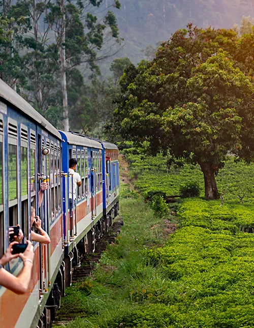 Togrejse fra Nuwara Eliya til Kandy gennem teplantagerne i Sri Lankas højland