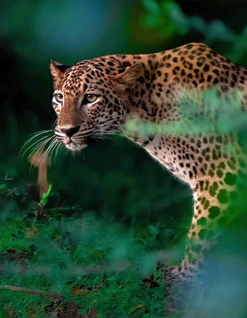 Nærbillede af leopard i frodig jungle i Sri Lanka