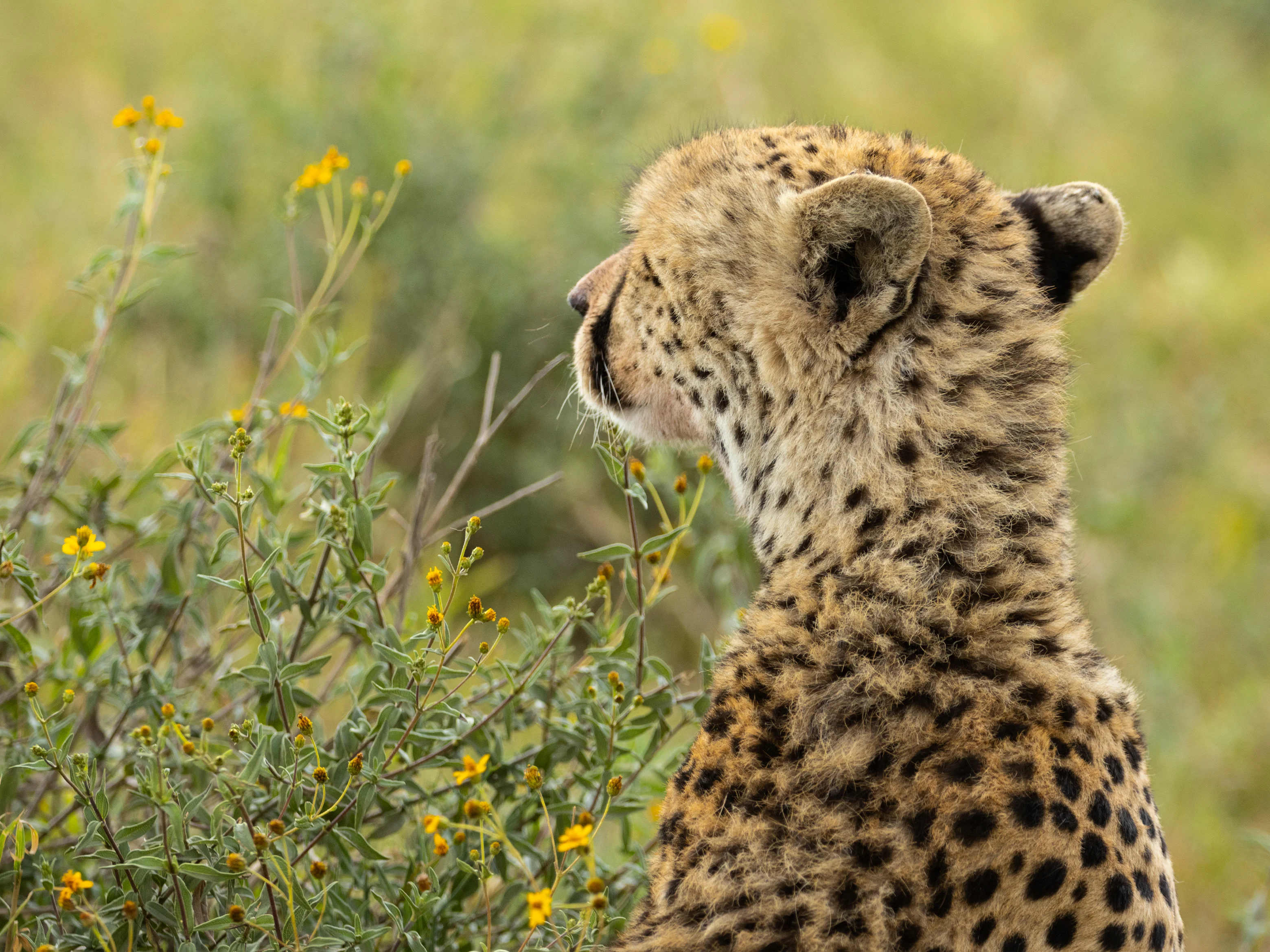 Gepard kigger ud over savannen i Tanzania