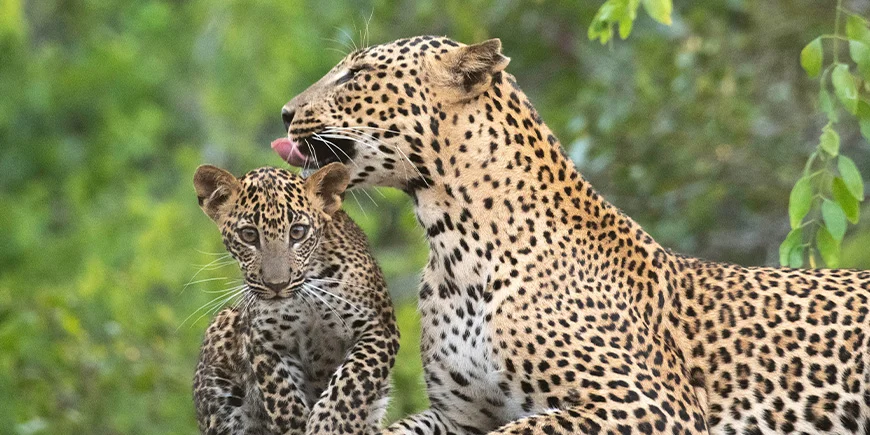 Leopard og unge i Yala Nationalpark