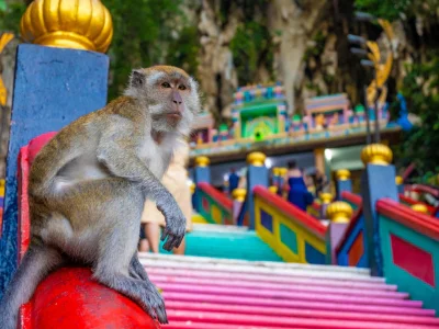Abe sidder for foden af trappen ved Batu Caves i Malaysia