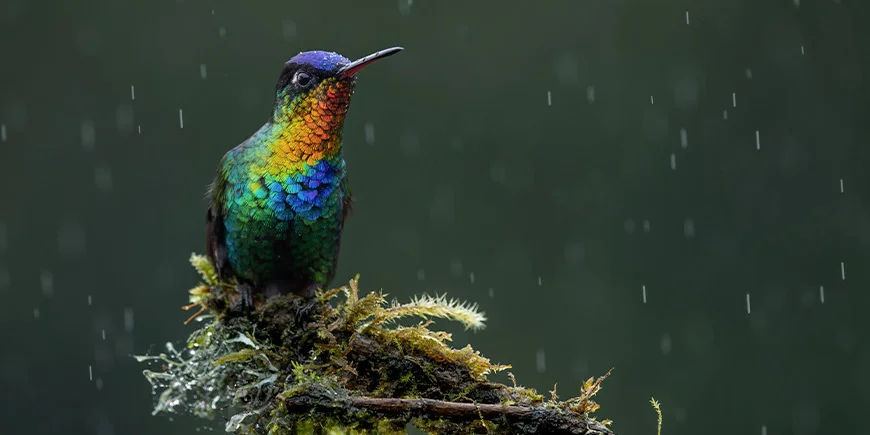 Fugl på gren i nationalpark i Costa Rica mens det regner
