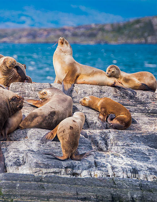 Søløver hviler sig i Beagle-kanalen, Ushuaia