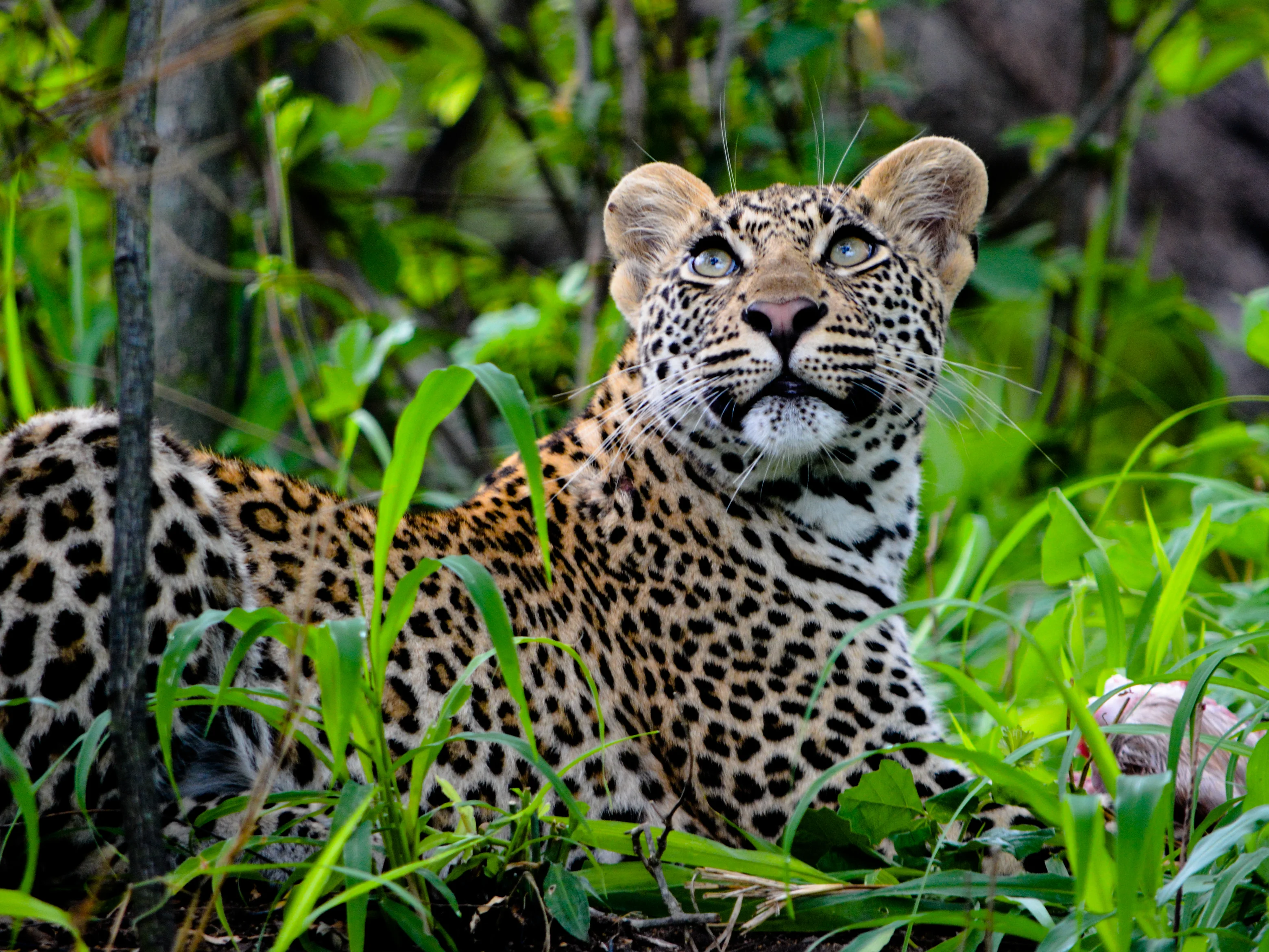 Smuk leopard i grøn bevoksning i Sydafrika