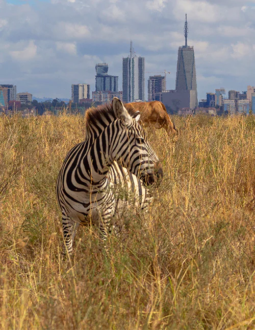Zebra står i det høje græs med Nairobis skyline i baggrunden