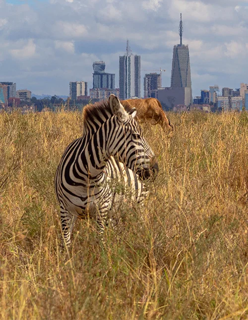 Zebra står i det høje græs med Nairobis skyline i baggrunden