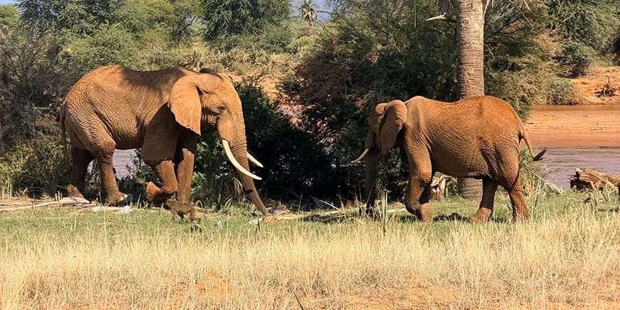Elefanter og bavianer i Samburu Nationalpark i Kenya