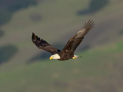 Hvidhovedet havørn i Californien