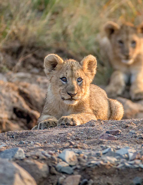 Løveunger i Pilanesberg, Sydafrika