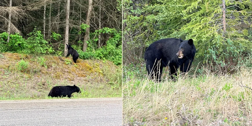 Bjørne, vi så, da vi kørte gennem Rocky Mountains i Canada