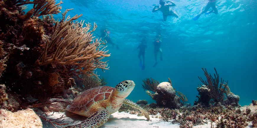 En gruppe mennesker ser en havskildpadde på en snorkeltur i Akumal i Mexico