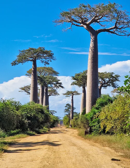 Baobab-alléen i Madagaskar