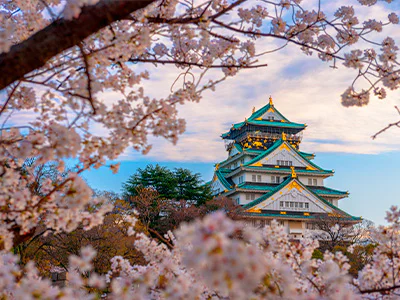 Kirsebærblomstrende træer omgiver Osaka Castle i Japan