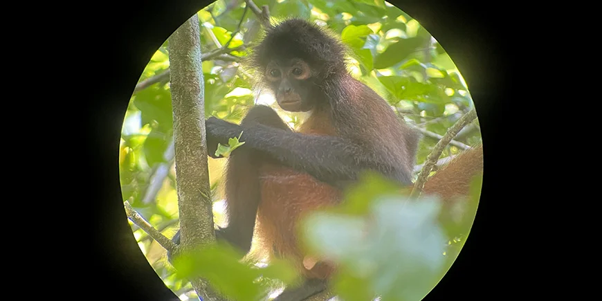 Edderkoppeabe i Corcovado i Costa Rica
