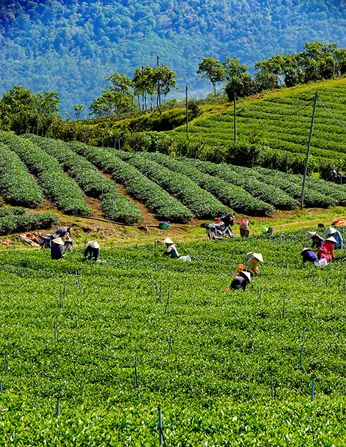 Frodig teplantage i Da Lat