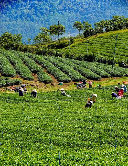 Frodig teplantage i Da Lat