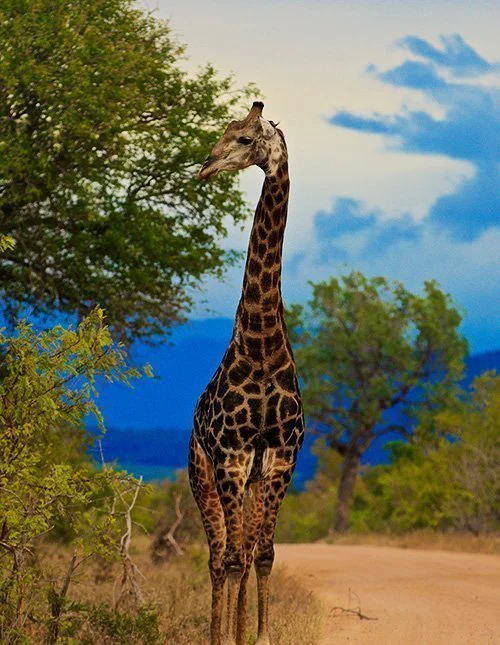 En giraf står på en grusvej i Kruger Nationalpark i Sydafrika