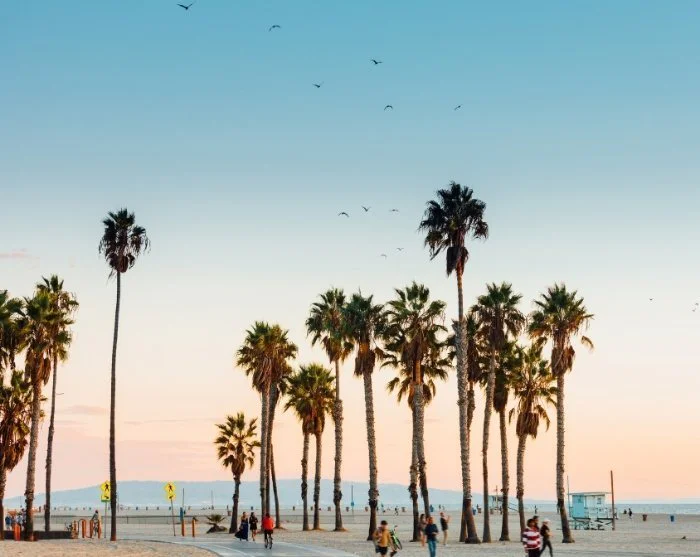 Høje palmer ved stranden i Los Angeles