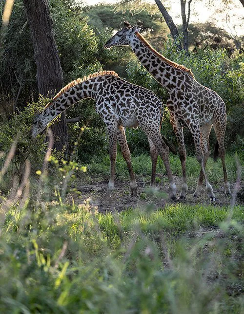 To giraffer står i skyggen