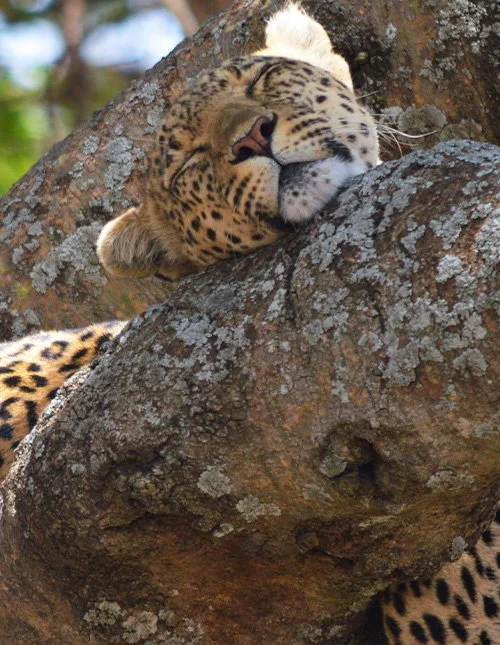 Leopard tager en lur i et træ