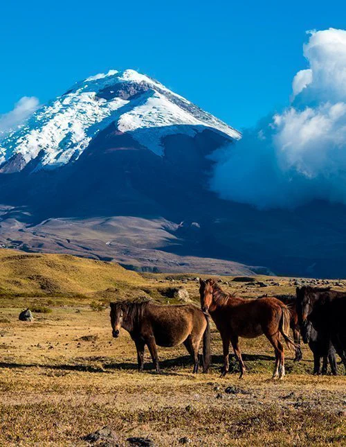 En flok vilde heste på sletten foran vulkanen Cotopaxi i Ecuador
