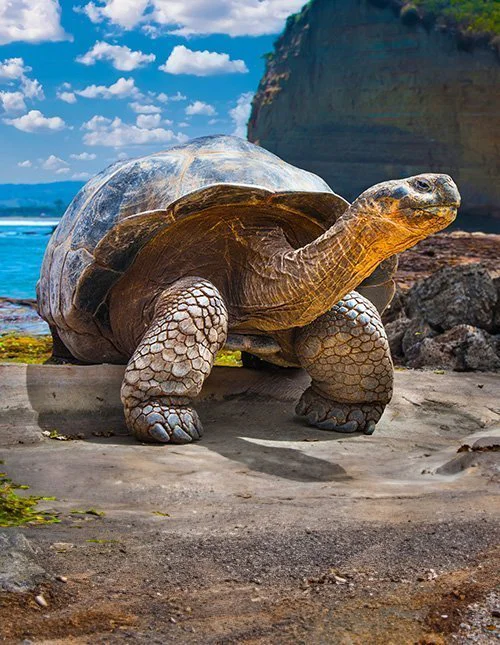 Galapagosskildpadde på Galapagosøen