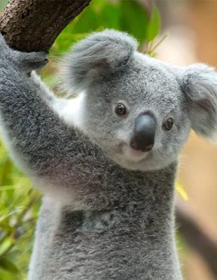 Koala holder om en gren