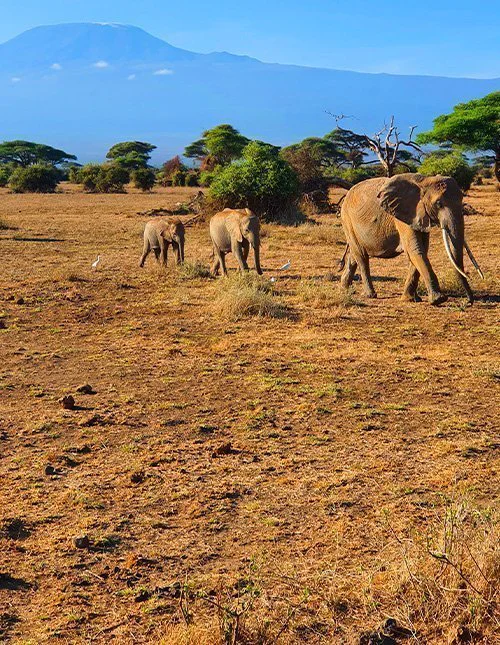 En elefantflok går over savannen med Kilimanjaro i baggrunden.