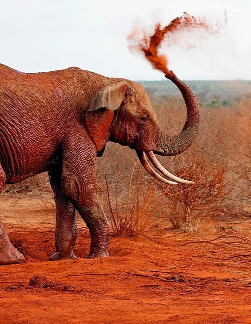 Elefant, der tager et støvbad i den røde jord i Tsavo East, Kenya