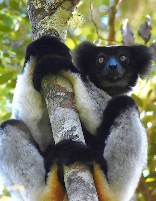 Lemur klamrer sig til træ i Madagaskar