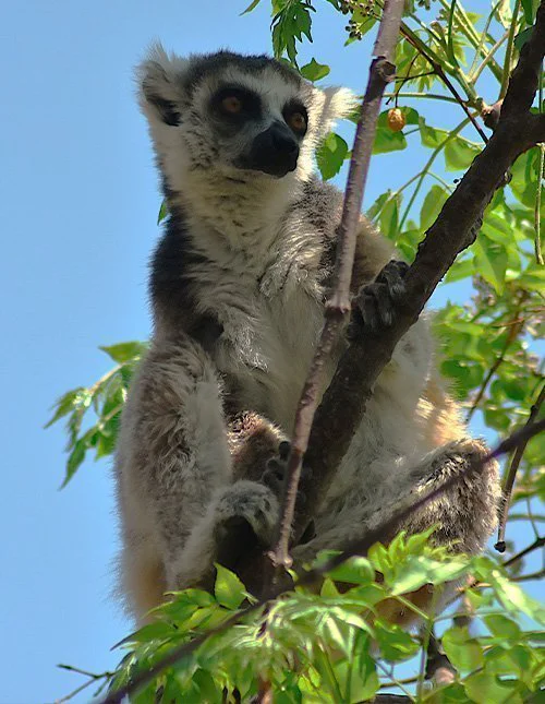 Lemur sidder i et træ