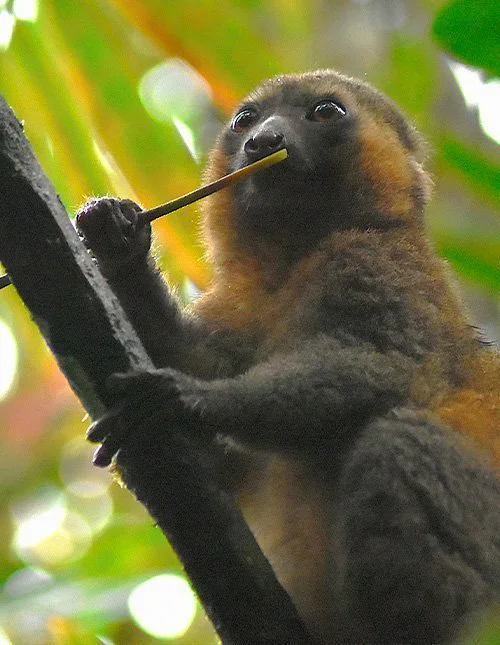 Lemur sidder på gren og spiser bambus i Ranomafana Nationalpark, Madagaskar