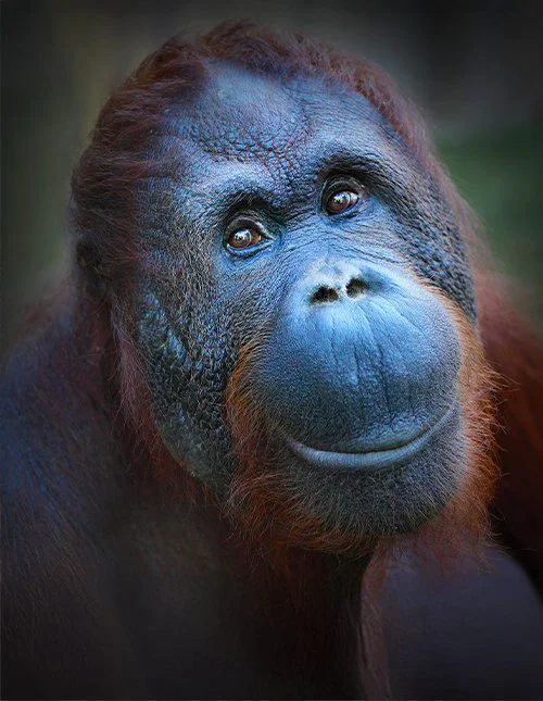 Nærbillede af nuttet orangutang